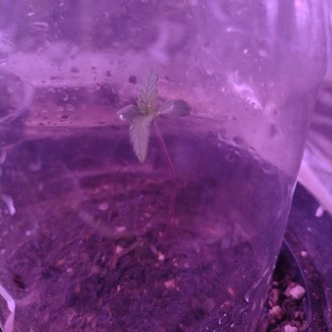 "Sky"🌱 growlog timeline photo