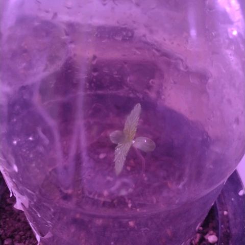 "Sky"🌱 growlog timeline photo