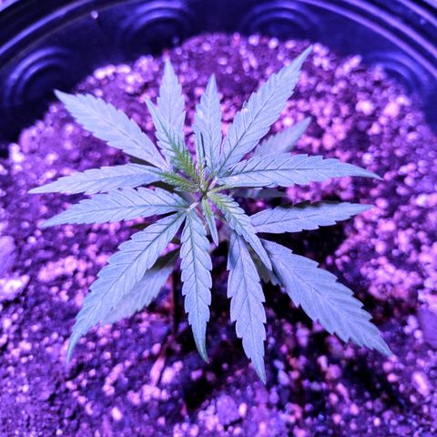 "Guerreira"🌱🪴 growlog timeline photo
