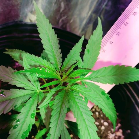 "Guerreira"🌱🪴 growlog timeline photo