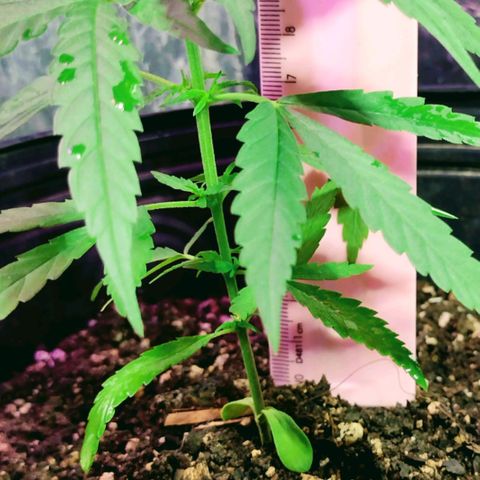 "Guerreira"🌱🪴 growlog timeline photo