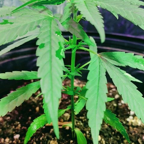 "Guerreira"🌱🪴 growlog timeline photo