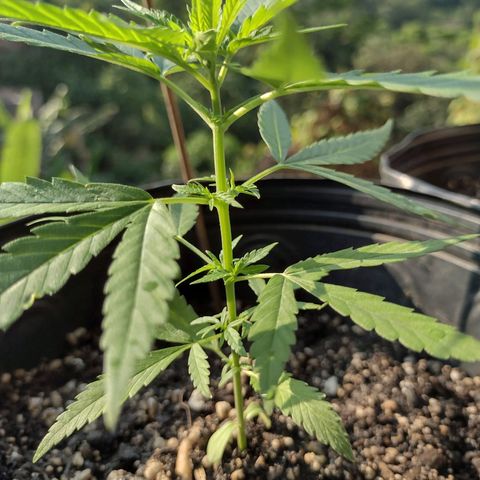 "Guerreira"🌱🪴 growlog timeline photo