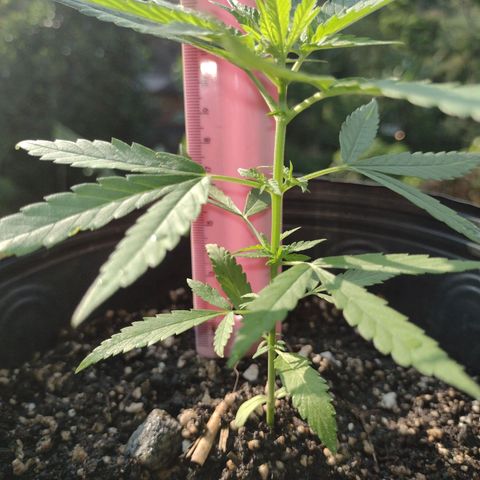"Guerreira"🌱🪴 growlog timeline photo