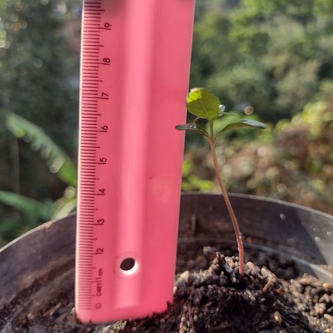 "Sky"🌱 growlog timeline photo