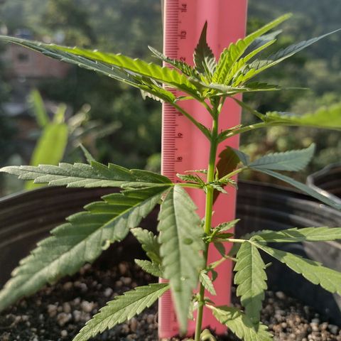 "Guerreira"🌱🪴 growlog timeline photo