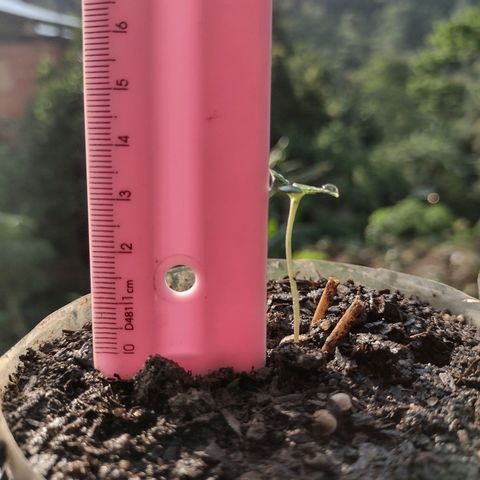 🌱 "Sky"2GRF🌱 growlog timeline photo