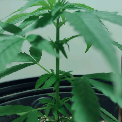 "Guerreira"🌱🪴 growlog timeline photo