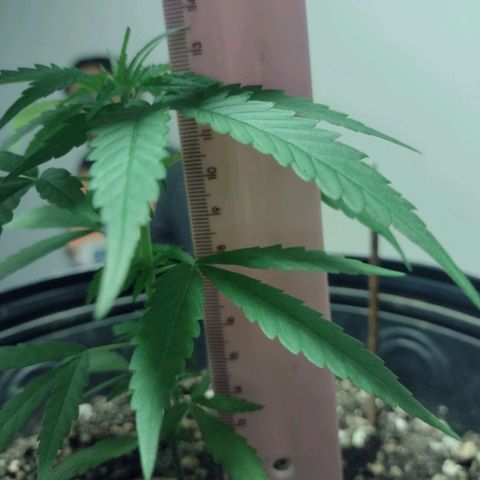 "Guerreira"🌱🪴 growlog timeline photo