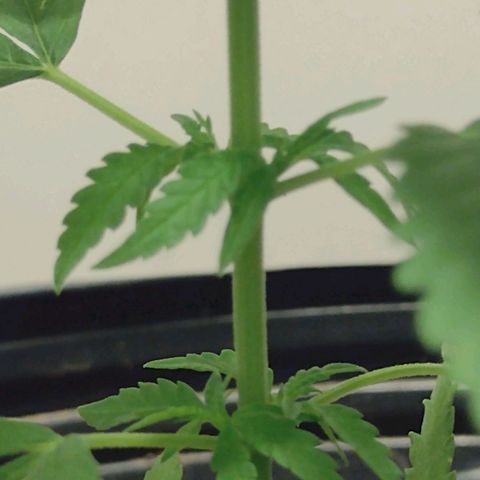 "Guerreira"🌱🪴 growlog timeline photo