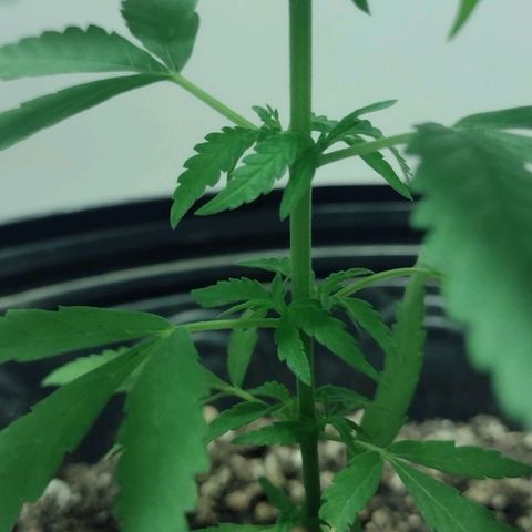 "Guerreira"🌱🪴 growlog timeline photo