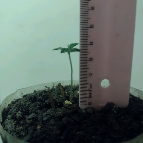 🌱 "Sky"2GRF🌱 growlog timeline photo