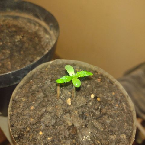 🌱 "Sky"2GRF🌱 growlog timeline photo