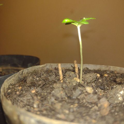 🌱 "Sky"2GRF🌱 growlog timeline photo