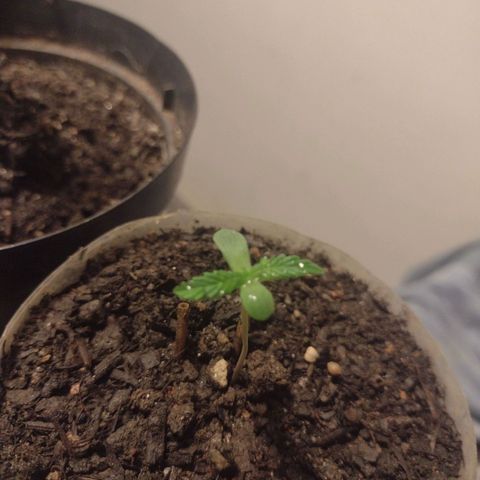 🌱 "Sky"2GRF🌱 growlog timeline photo