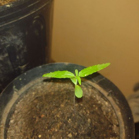 "Sky"🌱 growlog timeline photo