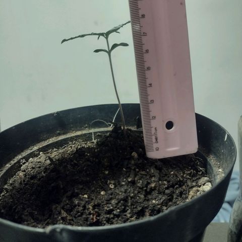 "Sky"🌱 growlog timeline photo