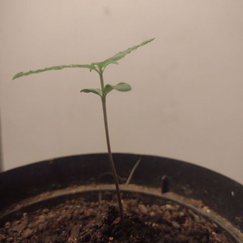 "Sky"🌱 growlog timeline photo