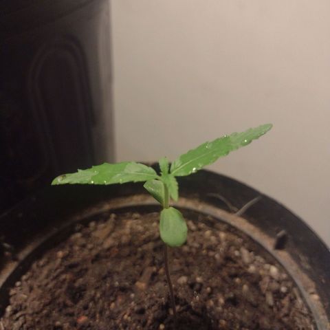 "Sky"🌱 growlog timeline photo