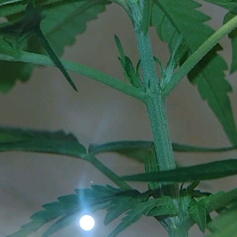 "Guerreira"🌱🪴 growlog photo: Fiz a primeira "Amarra de LST"