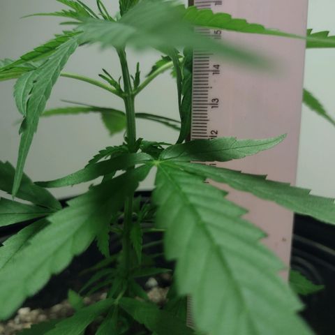 "Guerreira"🌱🪴 growlog photo: Fiz a primeira "Amarra de LST"