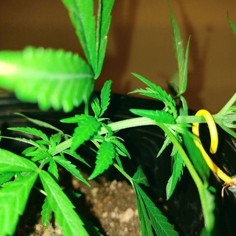 "Guerreira"🌱🪴 growlog photo: Fiz a primeira "Amarra de LST"