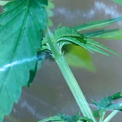 "Guerreira"🌱🪴 growlog photo: Fiz a primeira "Amarra de LST"