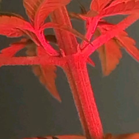 "Guerreira"🌱🪴 growlog photo: Fiz a primeira "Amarra de LST"