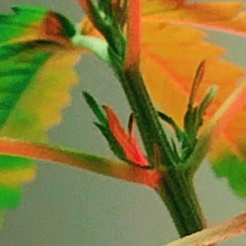 "Guerreira"🌱🪴 growlog photo: Fiz a primeira "Amarra de LST"