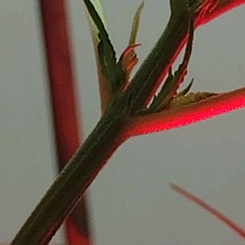 "Guerreira"🌱🪴 growlog photo: Fiz a primeira "Amarra de LST"