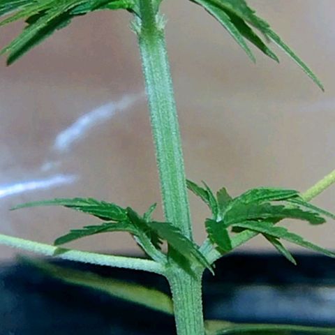 "Guerreira"🌱🪴 growlog photo: Fiz a primeira "Amarra de LST"