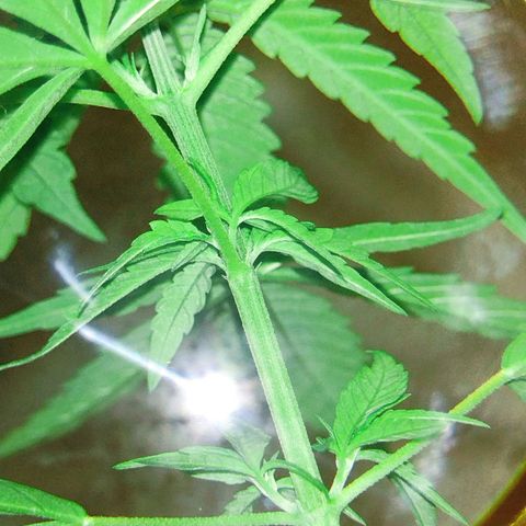 "Guerreira"🌱🪴 growlog photo: Fiz a primeira "Amarra de LST"
