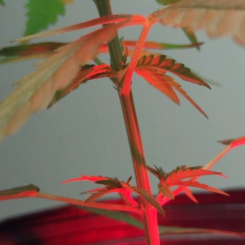 "Guerreira"🌱🪴 growlog photo: Fiz a primeira "Amarra de LST"