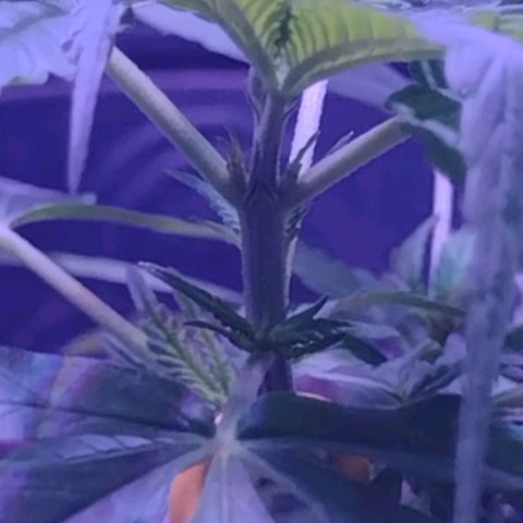 "Guerreira"🌱🪴 growlog photo: 1 Dia após a primeira "LST"
Topo da planta já curvou pra cima um bom sinal,
Que a "LST" foi executada a Perfeitamente 💪🏽🪴
