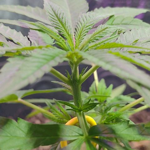 "Guerreira"🌱🪴 growlog photo: 1 Dia após a primeira "LST"
Topo da planta já curvou pra cima um bom sinal,
Que a "LST" foi executada a Perfeitamente 💪🏽🪴