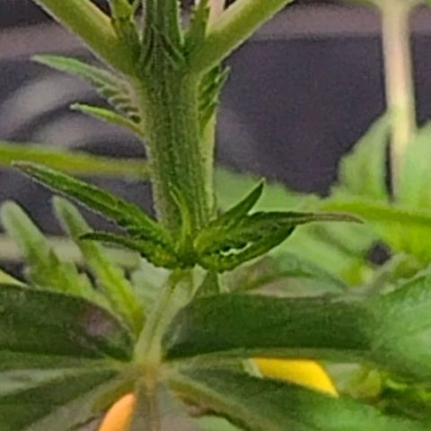 "Guerreira"🌱🪴 growlog photo: 1 Dia após a primeira "LST"
Topo da planta já curvou pra cima um bom sinal,
Que a "LST" foi executada a Perfeitamente 💪🏽🪴