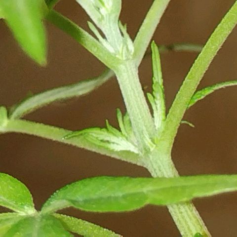"Guerreira"🌱🪴 growlog photo: 1 Dia após a primeira "LST"
Topo da planta já curvou pra cima um bom sinal,
Que a "LST" foi executada a Perfeitamente 💪🏽🪴
