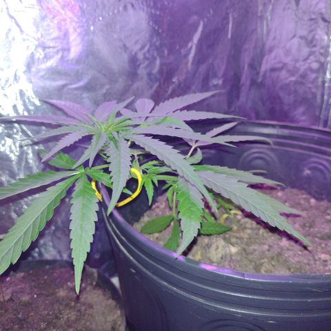 "Guerreira"🌱🪴 growlog photo: 1 Dia após a primeira "LST"
Topo da planta já curvou pra cima um bom sinal,
Que a "LST" foi executada a Perfeitamente 💪🏽🪴