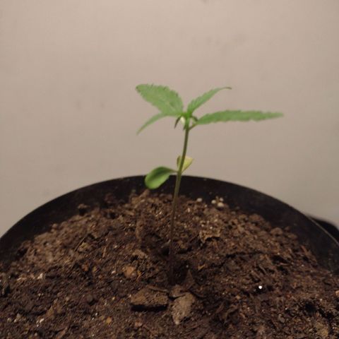 "Sky"🌱 growlog timeline photo