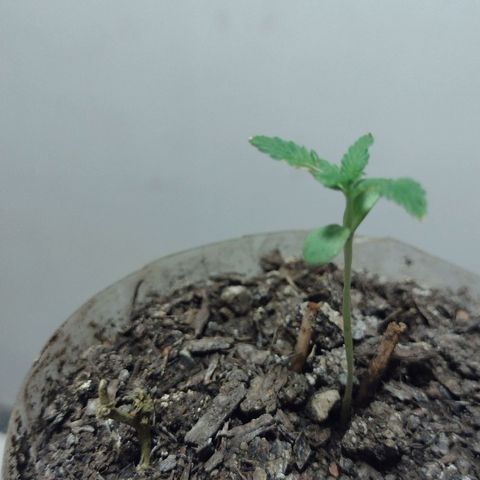🌱 "Sky"2GRF🌱 growlog timeline photo