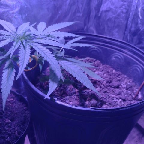 "Guerreira"🌱🪴 growlog photo: 1 Dia após a primeira "LST"
Topo da planta já curvou pra cima um bom sinal,
Que a "LST" foi executada a Perfeitamente 💪🏽🪴