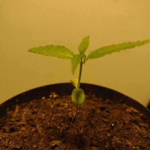 "Sky"🌱 growlog timeline photo