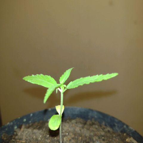 "Sky"🌱 growlog timeline photo
