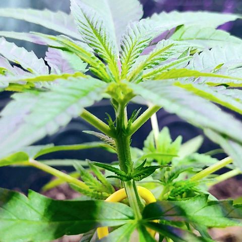 "Guerreira"🌱🪴 growlog photo: 1 Dia após a primeira "LST"
Topo da planta já curvou pra cima um bom sinal,
Que a "LST" foi executada a Perfeitamente 💪🏽🪴