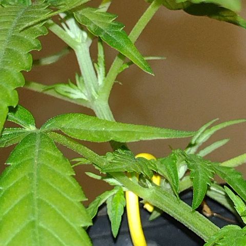 "Guerreira"🌱🪴 growlog photo: 1 Dia após a primeira "LST"
Topo da planta já curvou pra cima um bom sinal,
Que a "LST" foi executada a Perfeitamente 💪🏽🪴