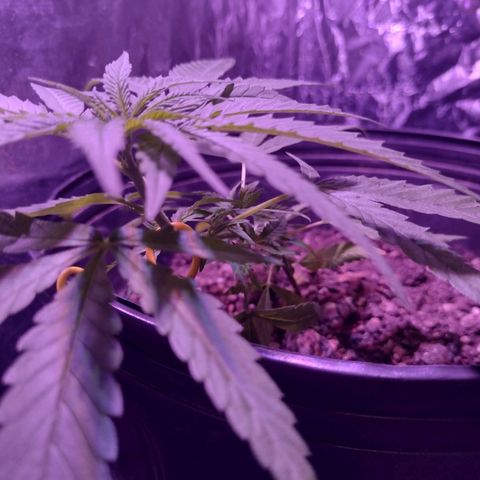 "Guerreira"🌱🪴 growlog photo: 1 Dia após a primeira "LST"
Topo da planta já curvou pra cima um bom sinal,
Que a "LST" foi executada a Perfeitamente 💪🏽🪴