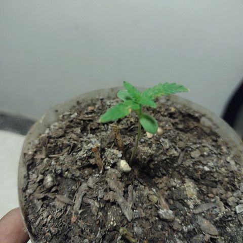 🌱 "Sky"2GRF🌱 growlog timeline photo