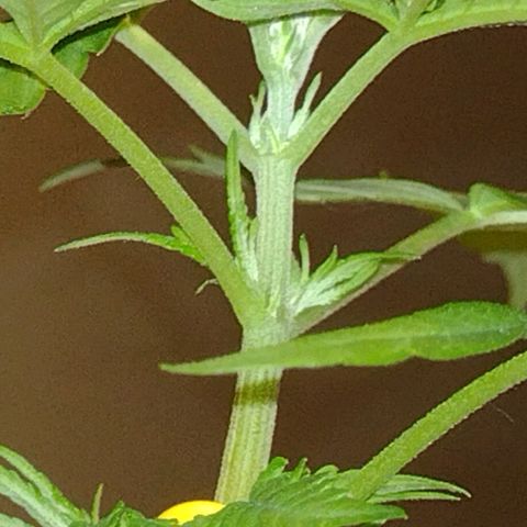 "Guerreira"🌱🪴 growlog photo: 1 Dia após a primeira "LST"
Topo da planta já curvou pra cima um bom sinal,
Que a "LST" foi executada a Perfeitamente 💪🏽🪴