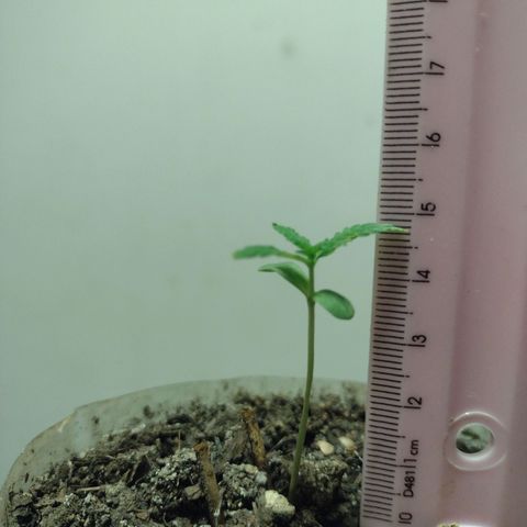 🌱 "Sky"2GRF🌱 growlog timeline photo