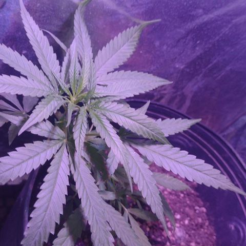 "Guerreira"🌱🪴 growlog photo: Segue com bom desenvolvimento 5 dias após a amarração de baixo estresse.🌱💪🏽